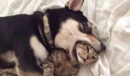 紫狗爆料提前爆料视频大全,提前爆料视频大全精彩抢先看