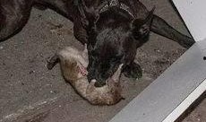 狗抓老鼠新闻爆料视频大全,揭秘动物界的另类英雄事迹