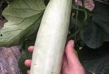 吃网红的瓜什么意思,吃瓜群众如何解读网络八卦风云