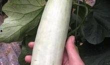 吃网红的瓜什么意思,吃瓜群众如何解读网络八卦风云