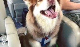 紫狗爆料提前爆料视频大全,提前爆料视频大全精彩抢先看