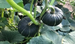 吃瓜百万网红排行榜,揭秘百万网红的瓜界传奇