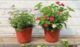 黄岛小三被爆料视频最新,惊人真相曝光，家庭伦理剧变引热议