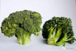 西兰花种植爆料视频播放,从播种到收获的精彩瞬间