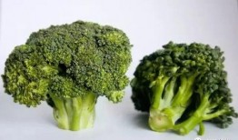 西兰花种植爆料视频播放,从播种到收获的精彩瞬间