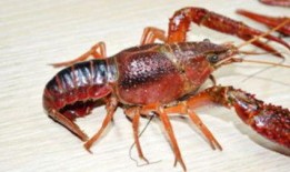 龙虾在线观看,一场味蕾与视觉的盛宴