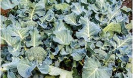 西兰花种植爆料视频播放,从播种到收获的精彩瞬间