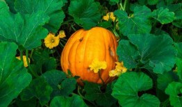 吃瓜百万网红排行榜,揭秘百万网红的瓜界传奇