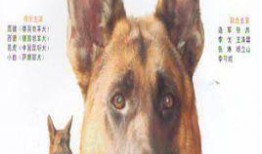 警犬赤龙在线观看,忠诚守护，正义之战