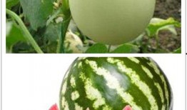 欣欣带你娱乐吃瓜,揭秘娱乐圈幕后故事