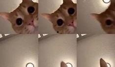 猫咪爆料视频大全播放,萌宠瞬间，笑料百出