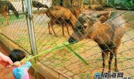 海南动物园爆料案件最新,惊曝动物虐待事件引发社会关注