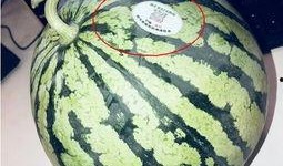 北美网红吃瓜,揭秘吃瓜背后的娱乐真相