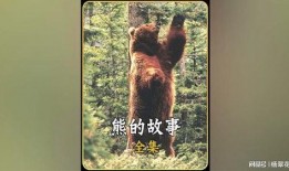 电影熊的故事在线观看,森林奇遇记