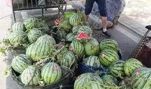 西昌吃瓜事件网红,网红引发的网络狂欢与反思