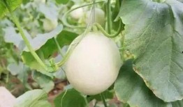 西昌吃瓜事件网红,网红引发的网络狂欢与反思