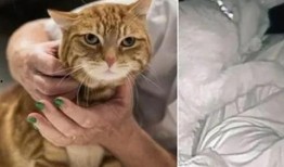 猫咪爆料视频大全播放,萌宠瞬间，笑料百出