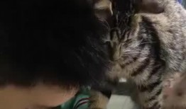 猫咪爆料视频大全播放,萌宠瞬间，笑料百出